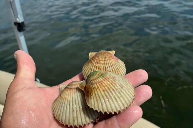 Scalloping Adventure Private Activity in Nature Coast Florida