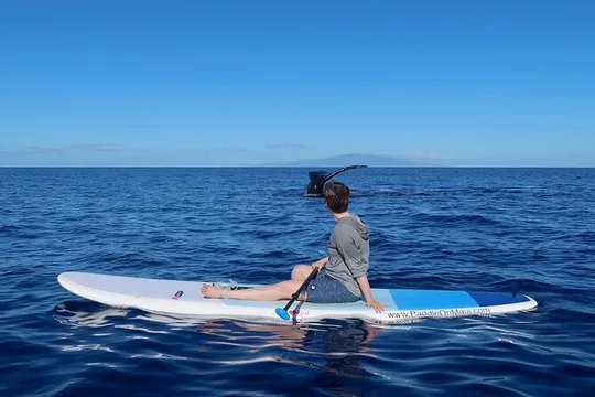 Private Paddleboard (SUP) Whale Watch: All Skill Levels Welcome