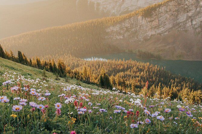Canmore Medicinal and Edible Plants Nature Walk - 2 Hours