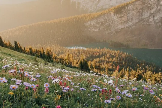 Canmore Medicinal and Edible Plants Nature Walk - 2 Hours