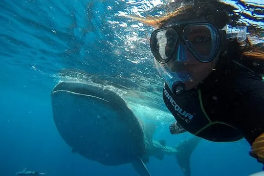 Small Group Swim with Whale Sharks Tour with or without lifevest