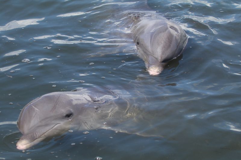 Gulfport Dolphin Fun Tour