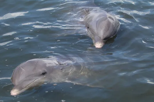 Gulfport Dolphin Fun Tour