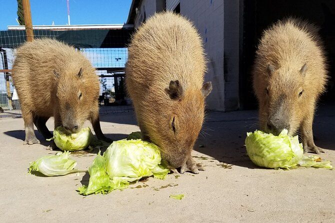 Exotic Animal Encounter - Largest Capybara Experience in the USA!