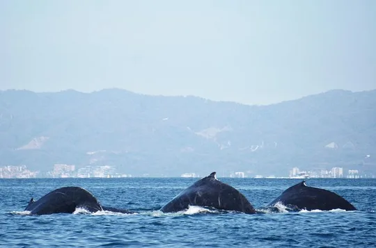 Humpback whale watching south of Puerto Vallarta