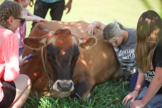 Cow Cuddles Moo Moo Bovine Therapy