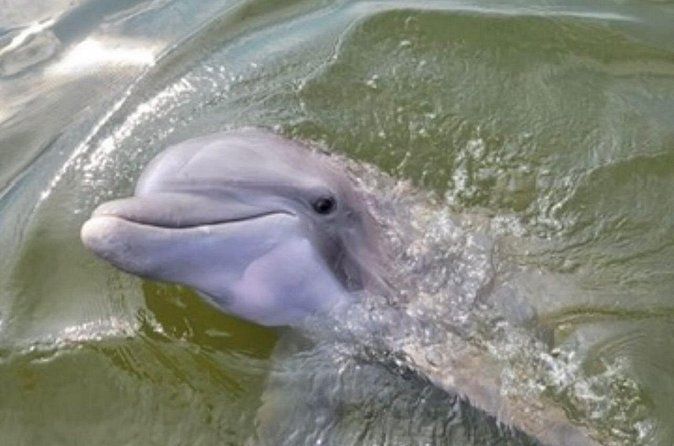 Dolphins & Daufuskie Island Stop Tour (Small Group)