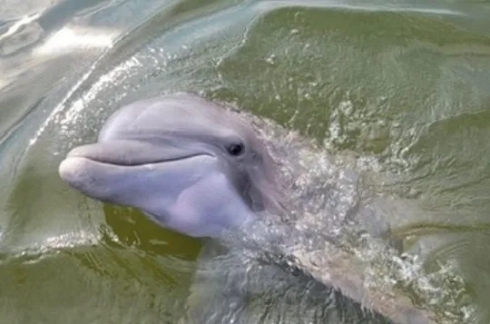 Dolphins & Daufuskie Island Stop Tour (Small Group)