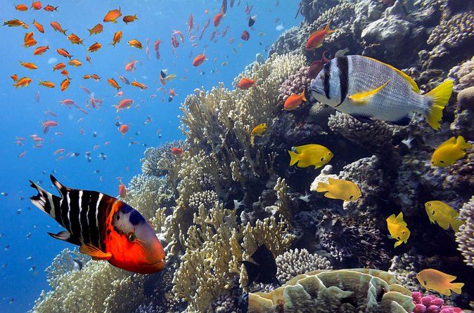 VIP Snorkeling Yacht Tour in Cancun and Isla Mujeres