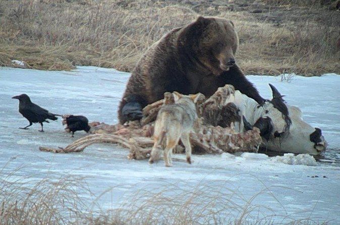 Yellowstone Winter Wildlife with Snowshoeing VIP Experience