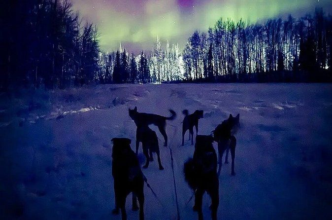 Moonlight Dog Sled Adventure with Dinner in Willow Alaska