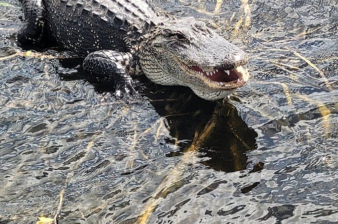 Airboat Tours Florida Everglades With Captain Wayne