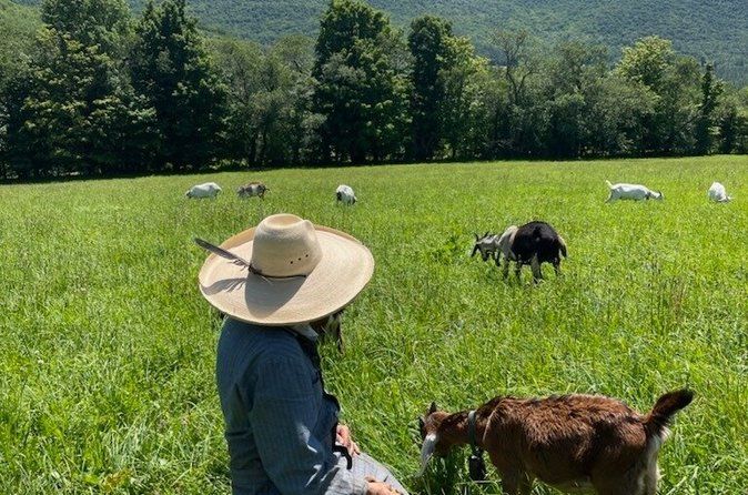 Goat Walkabouts Herding in the Catskills