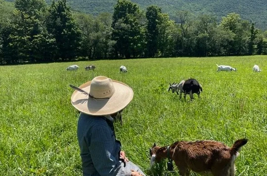 Goat Walkabouts Herding in the Catskills