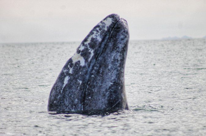 Grey Whale Watching in Magdalene Bay