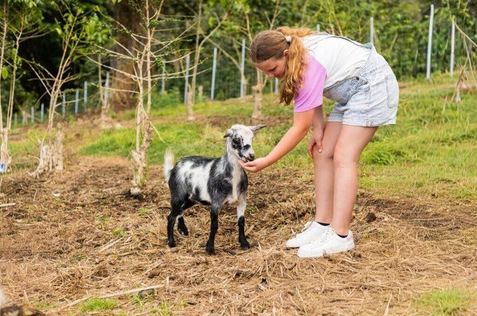 Hands-On Coffee Brewing and Goat Feeding Tour at Rising Kona