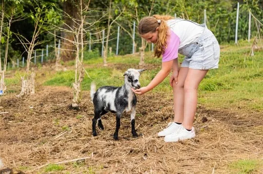 Hands-On Coffee Brewing and Goat Feeding Tour at Rising Kona