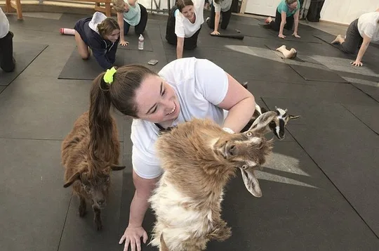 Goat Yoga Experience in Montana