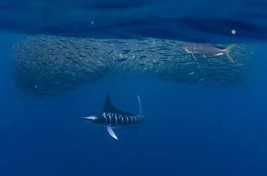 Mexican Sardinia Race Expedition in Bahia Magdalena