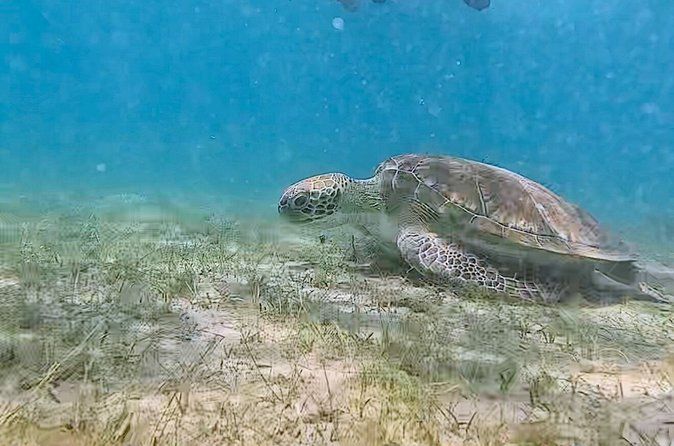 Snorkeling in Paradise