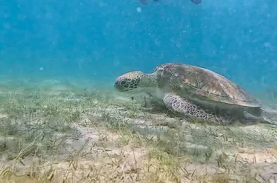 Snorkeling in Paradise