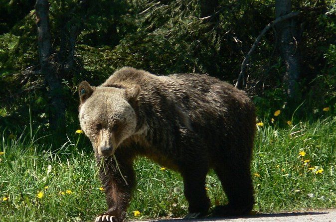 Banff Kananaskis Bear Country Wildlife Focused Guided Hikes