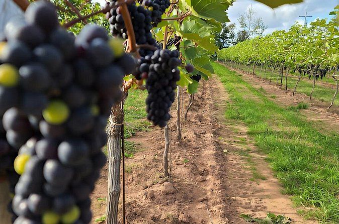 PEI Fine Wine Tasting Tour