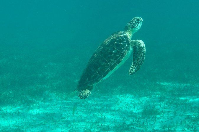Puerto Morelos Reef Snorkeling Tour with Local Guide Victor