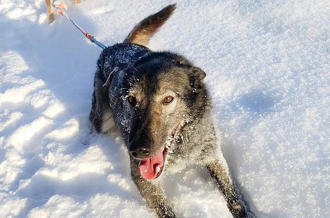 Winter Dog Sled Adventure in Willow Alaska