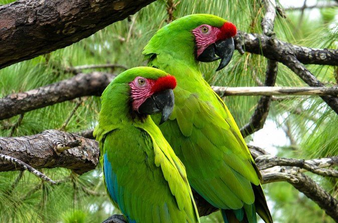 Private Macaw Birdwatching at Guacamayas Reserve