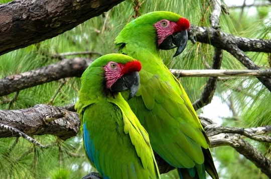 Private Macaw Birdwatching at Guacamayas Reserve
