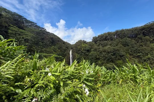 The Pele Express HONU & HILO: Turtles & Waterfalls Tour