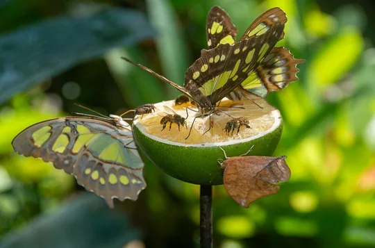 Official Vallarta Botanical Garden Tour with a Biologist