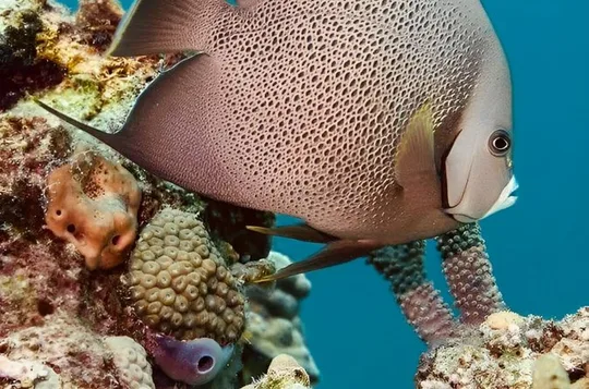 Isla Mujeres Beginner/Family Scuba Diving Experience