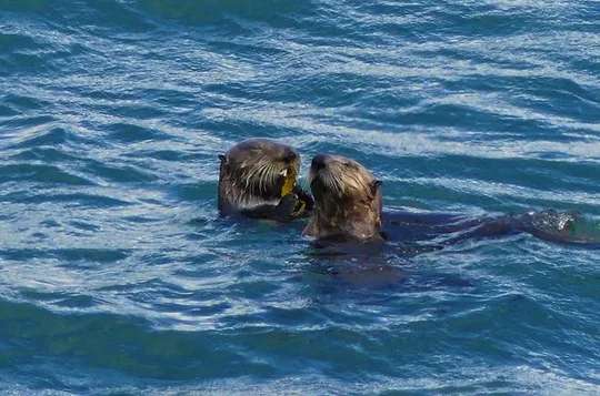 SEWARD - Wilderness Wildlife and Beachcombing Experience