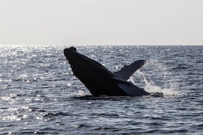 Oahu Whale Watching Catamaran Sail Experience