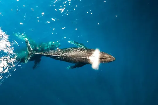 Private Whale Watching Tour of Oahu