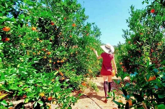 U-Pick - Tangerine and Lemon Picking at Sunmist Tangerine Farm