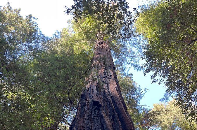Wine and Redwoods of Sonoma Tour