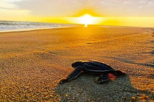 From Huatulco : Turtle release on Escobilla beach