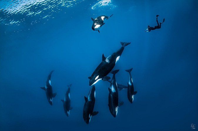 Private Open Ocean Safari looking for orcas dolphins and more