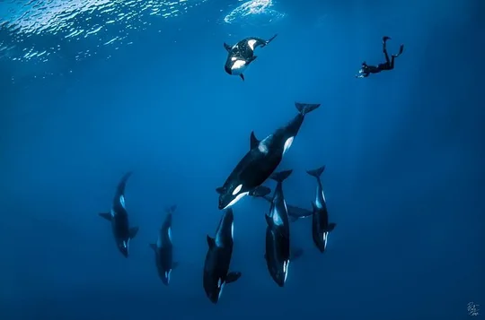 Private Open Ocean Safari looking for orcas dolphins and more
