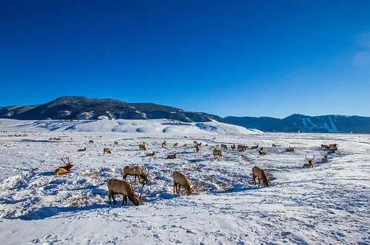 Full Day Private Elk Refuge Sleigh Ride and Wildlife Art Museum Tour