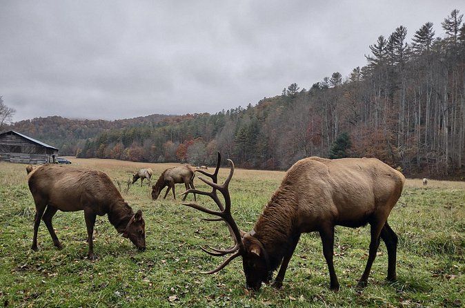 3-3.5 HR UTV ECO Elk Wilderness Adventure