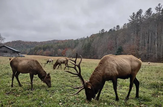 3-3.5 HR UTV ECO Elk Wilderness Adventure