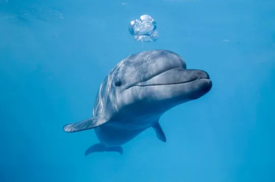 Dolphin Encounter in Cabo with Transportation Included