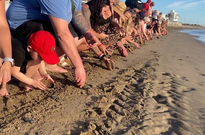 Mazatlan Baby Sea Turtle Conservation Encounter and Beach Day