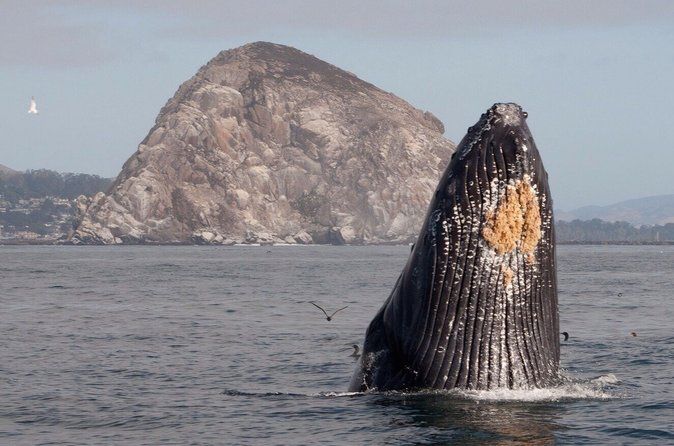 Whale Watching in Morro Bay Humpback and Gray Whales with Sub Sea