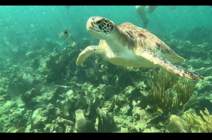 Turtle Snorkeling and cenotes trip