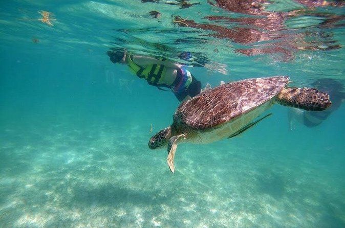 Tulum Ruins Akumal Turtle Snorkeling and Cenote Swim Small Group